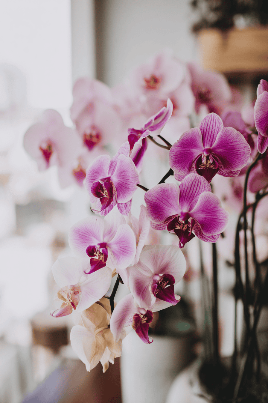 close-up of vibrant orchid flowers inside a bright modern home