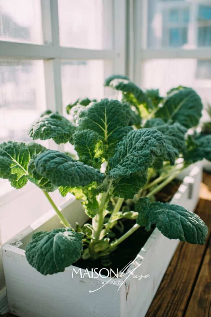 Kale growing inside greenhouse